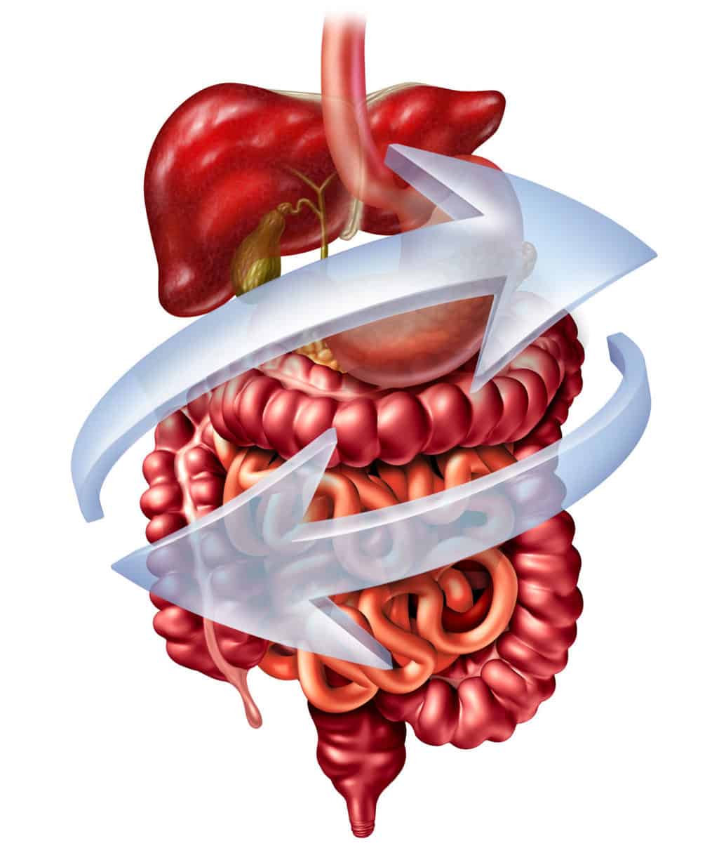 Verdauungsorgane des Menschen -Magen, Darm, Leber, Gallenblase isoliert dargestellt auf weissem Grung