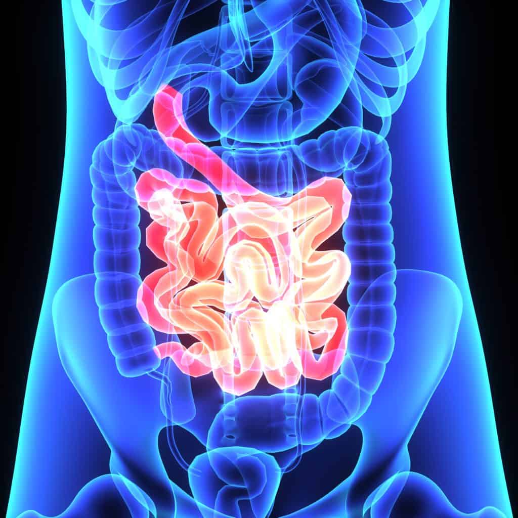 Der Darm Aufbau Und Funktion Eines Komplexen Organs Der Darm Aufbau Und Funktion Eines Komplexen Organs