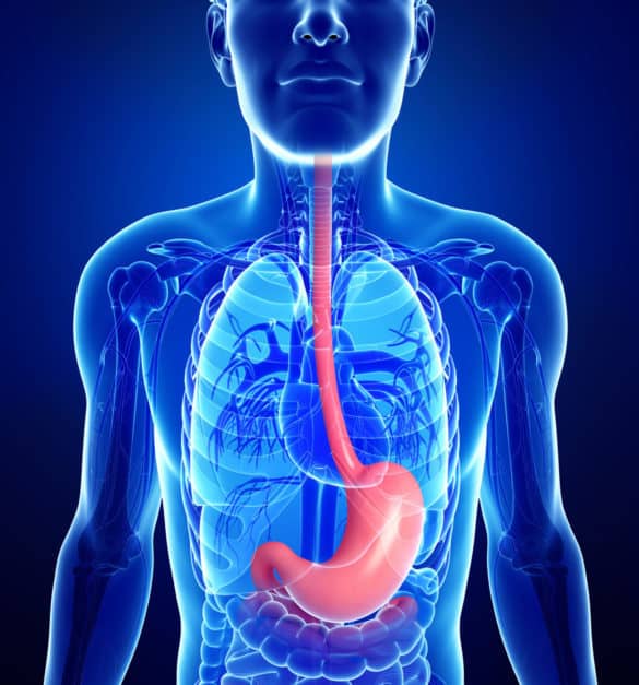 Speiseröhre und Magen - anatomische Lage im menschlichen Körper