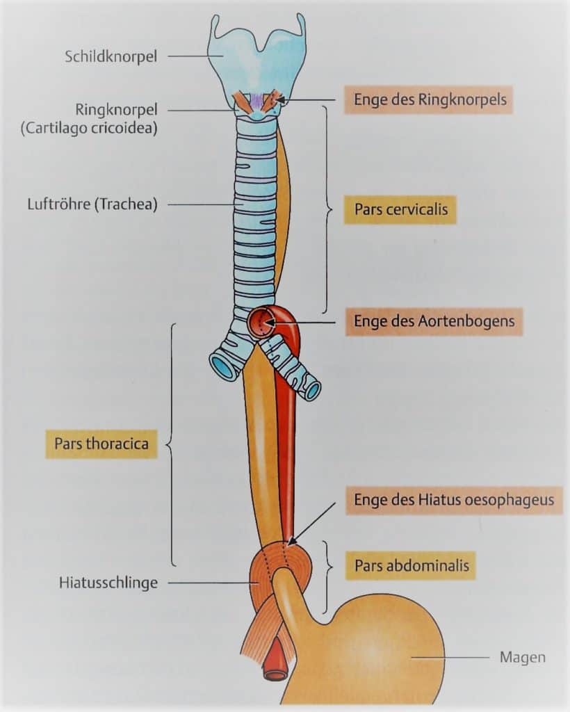 Einteilung und anatomische Engen der Speiseröhre