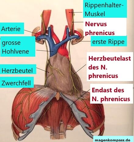 Nerven und Reflux Nervus phrenicus, Nerven und Reflux