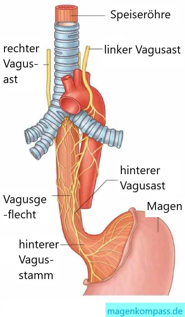 Nerven und Reflux Vagusnerv - Verlauf, Nerven und Reflux