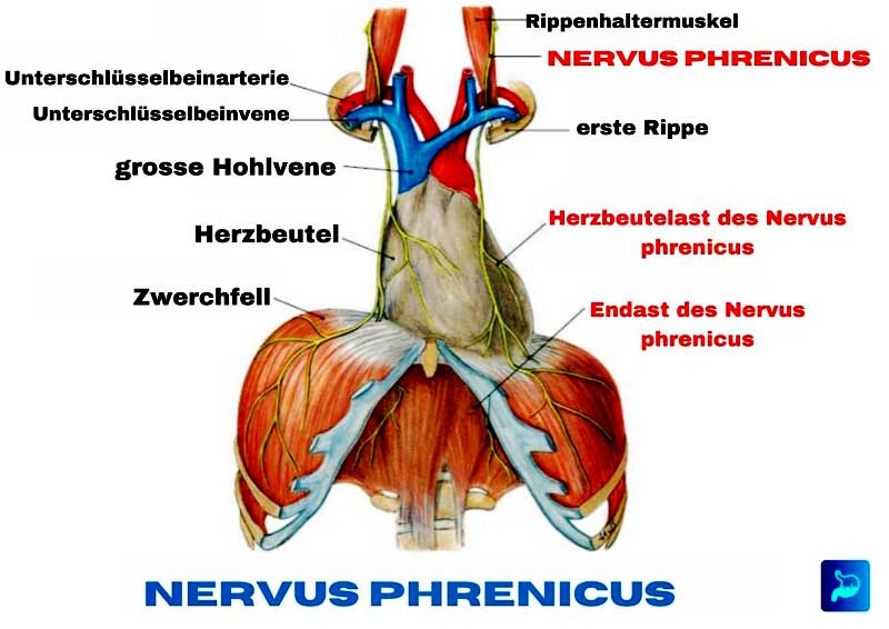 Nervus phrenicus