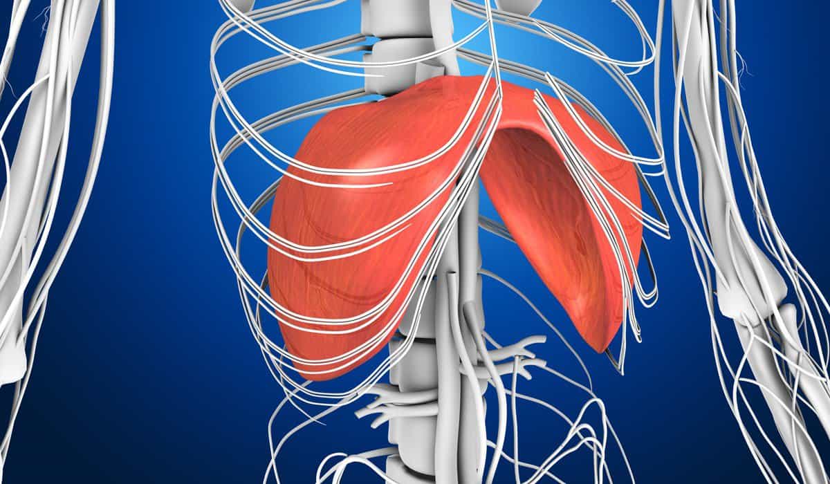 zwerchfell-und-reflux Zwerchfell und Reflux