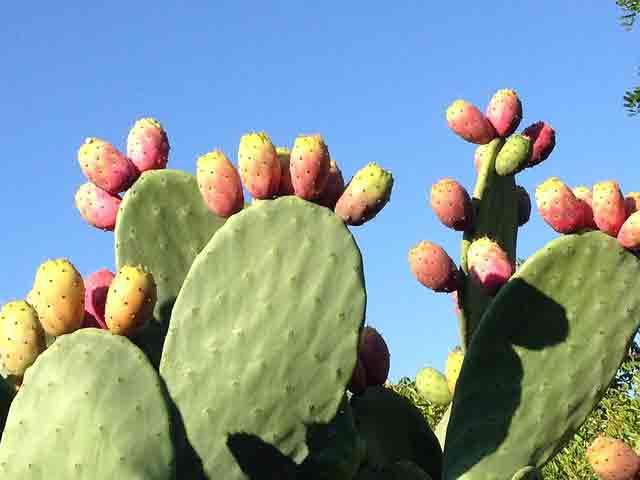 Kaktusfeigen am Feigenkaktus
