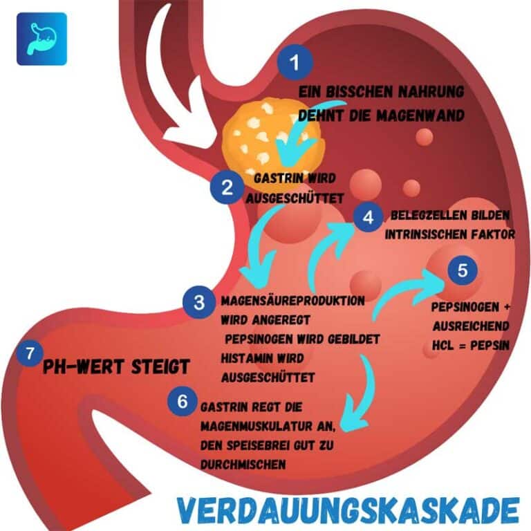 Magen: >Aufbau > Funktion > Verdauungskaskade