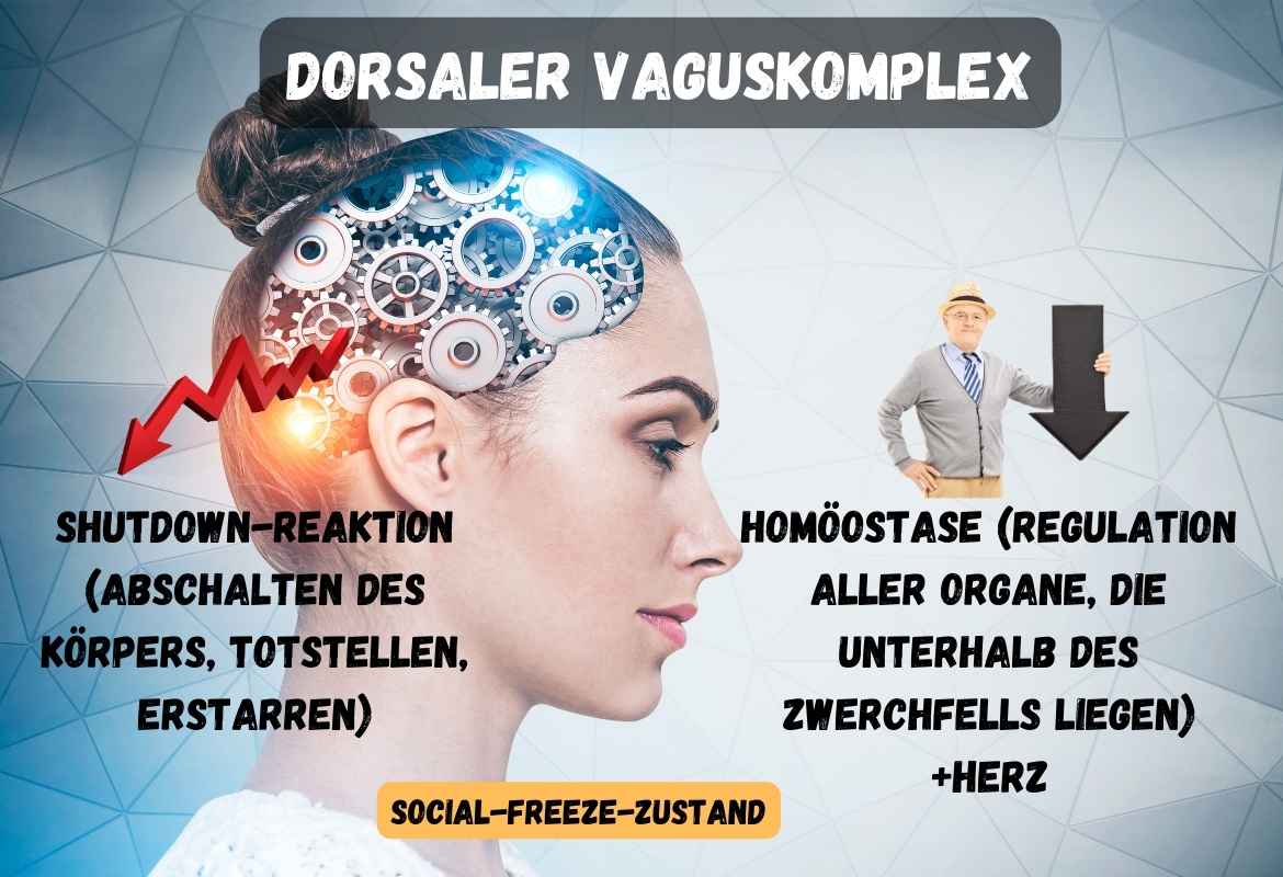 dorsaler Vaguskomplex