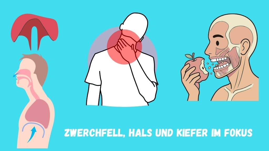 Zwerchfell, Hals und Kiefer iim Fokus Zwerchfell, Hals und Kiefer - Grafik