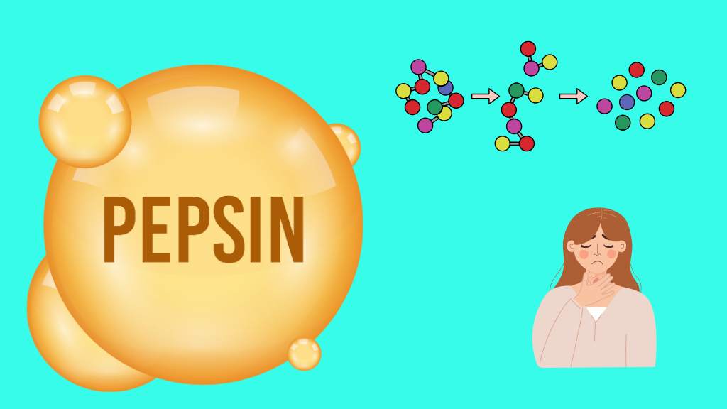 Typ B Pepsin-dominiert Typ b - pepsindominiert