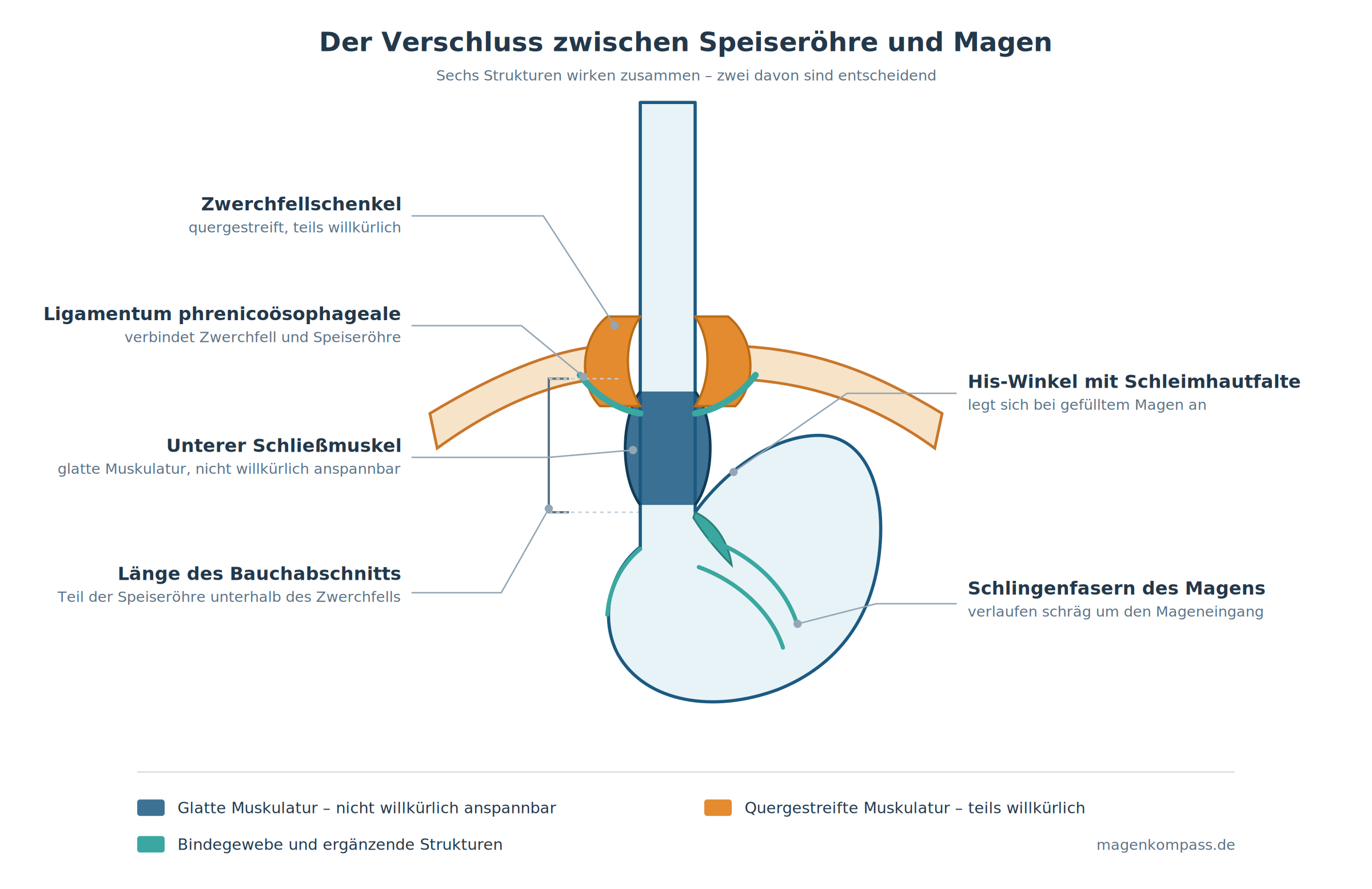 speiseroehrenschliessmuskel-verschlussmechanismus Verschlussmechanismus am Übergang von Speiseröhre und Magen
