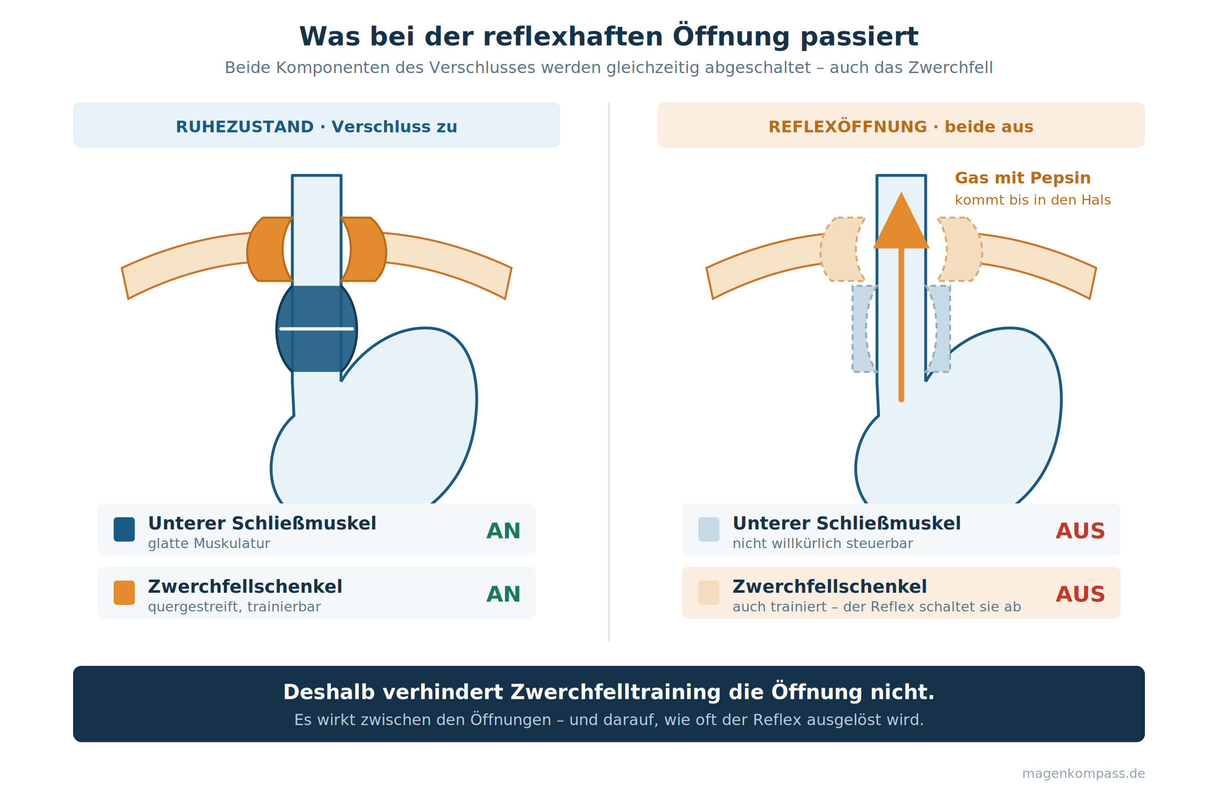 verschluss-zwei-zustaende Verschluss des unteren Verschluss im Ruhezustand und bei Reflex