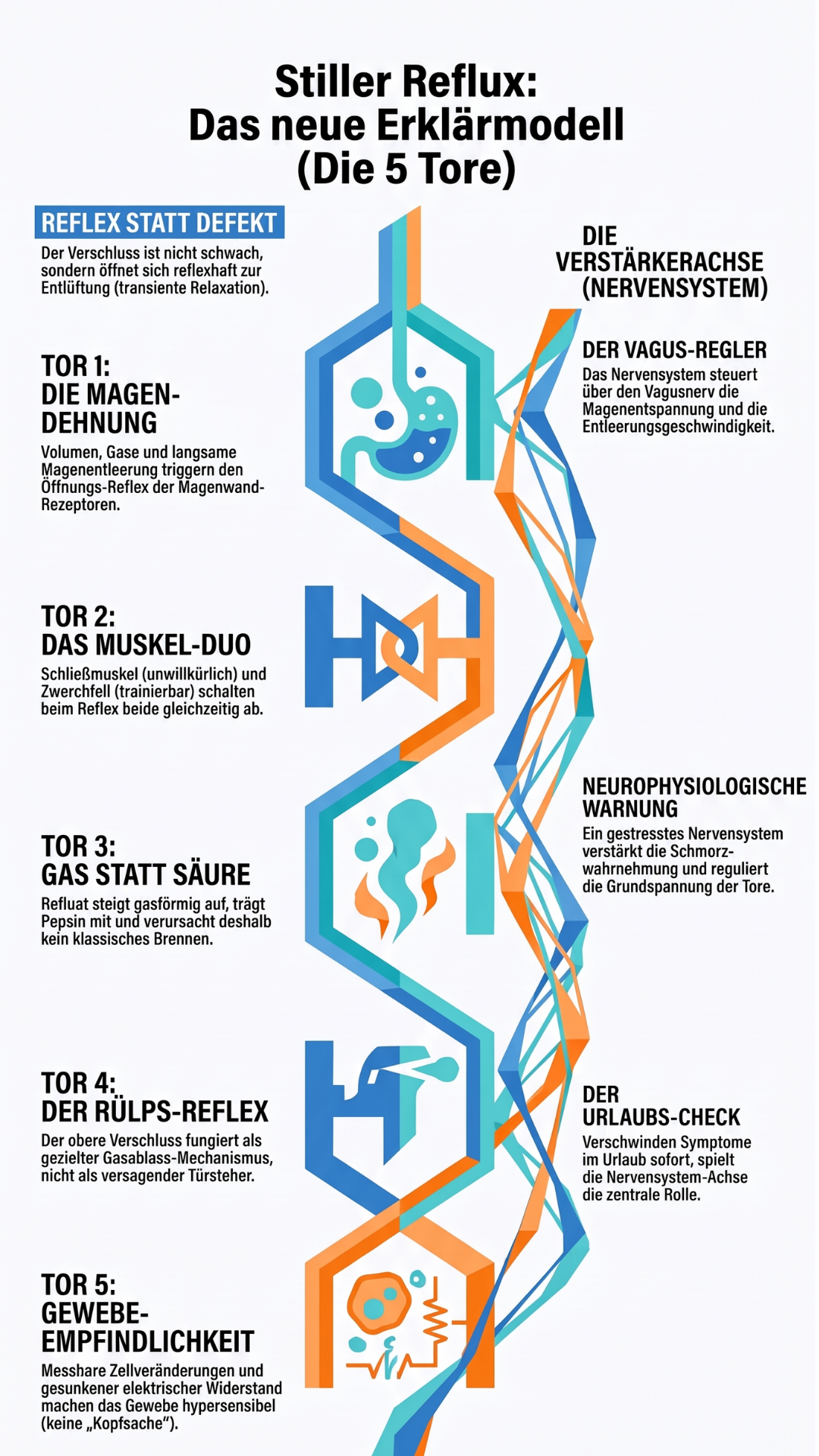 neues Erklärmodell Stiller reflux Neues Erklärmodell zu Stillem Reflux 4 Tore und die Verstärkerachse