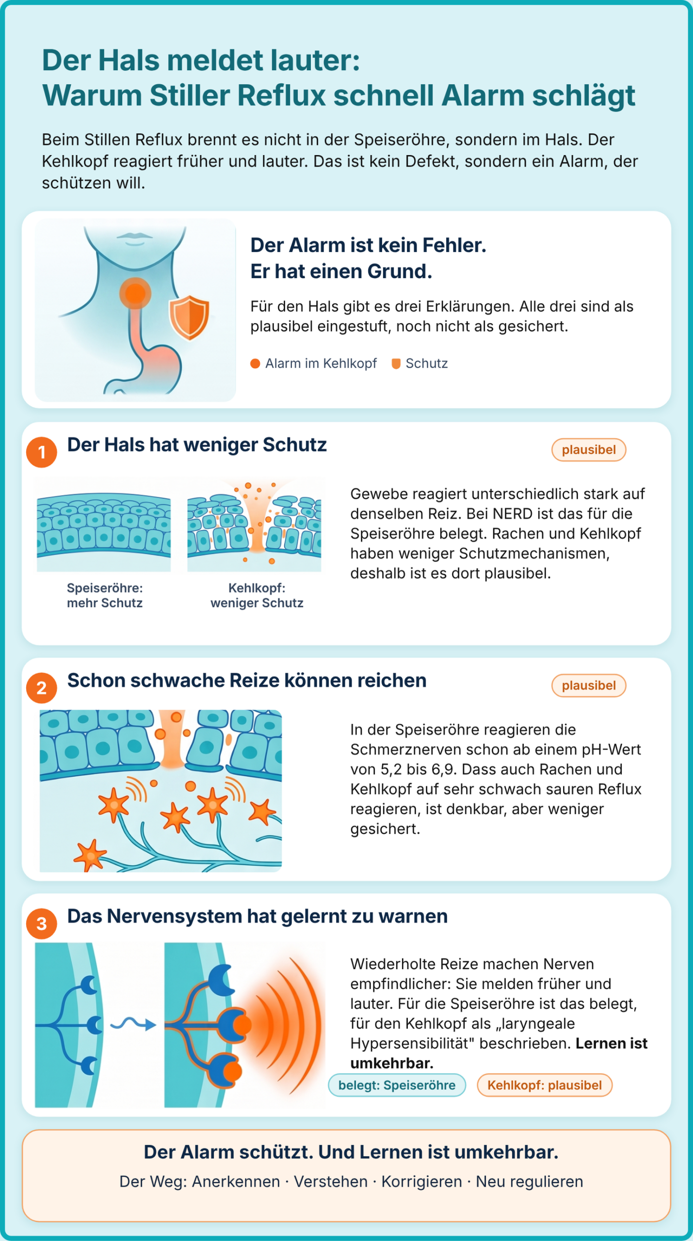Infografik_Kehlkopf_korrigiert_v1